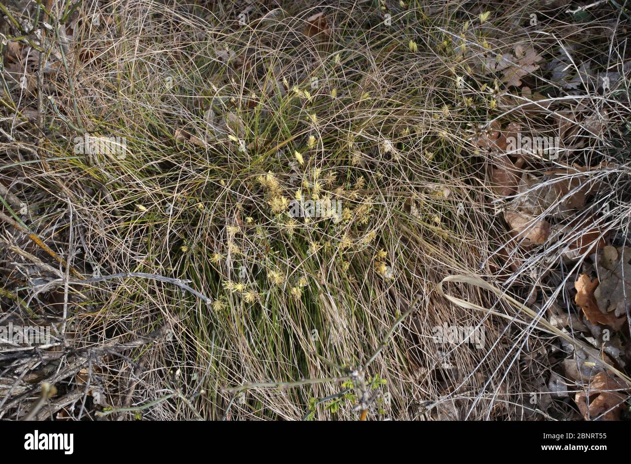 Carex humilis - Wild plant shot in the spring. Stock Photo