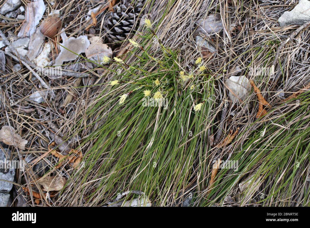 Carex humilis - Wild plant shot in the spring. Stock Photo