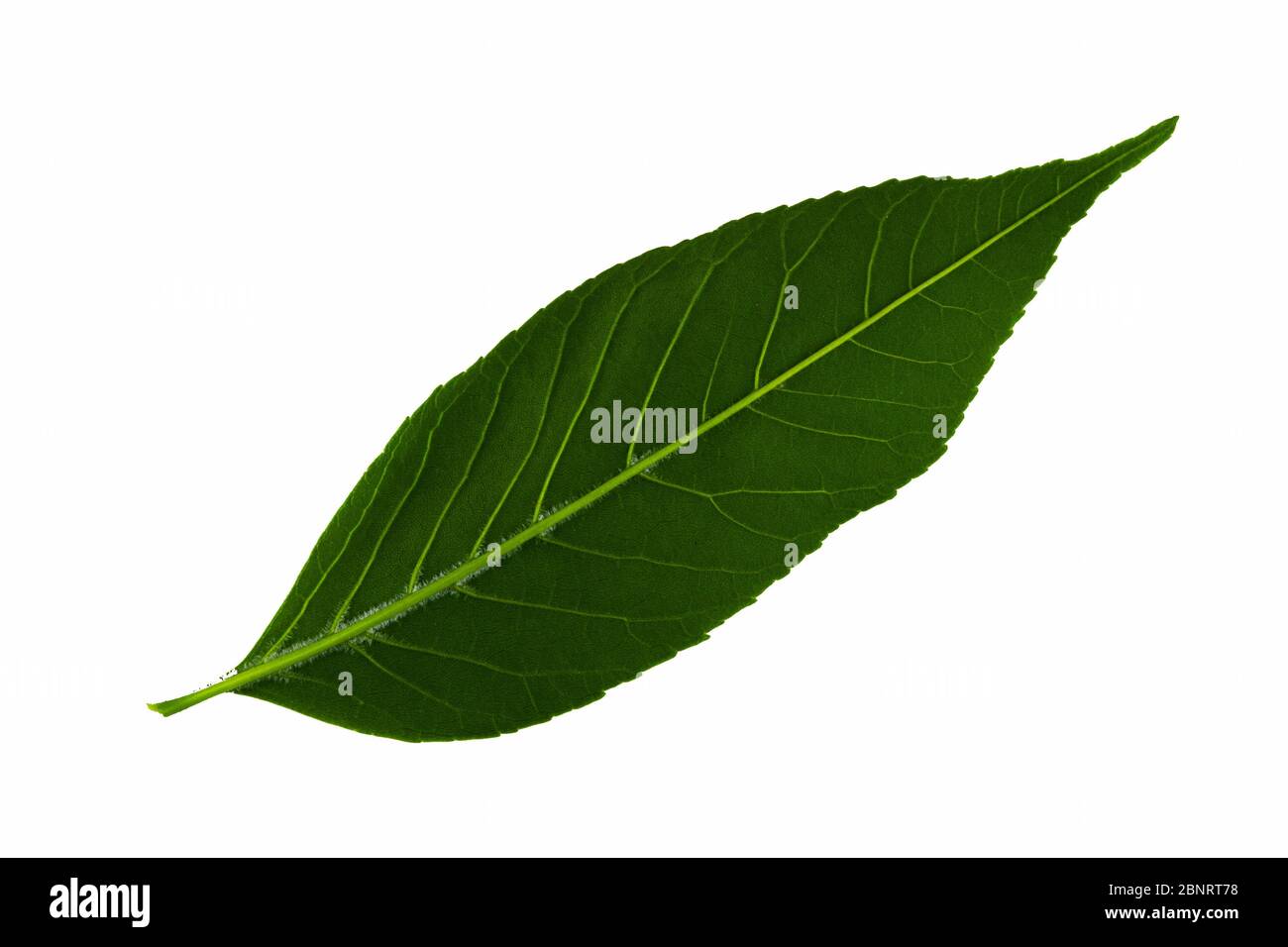 one green leaf of common ash is isolated on a white background