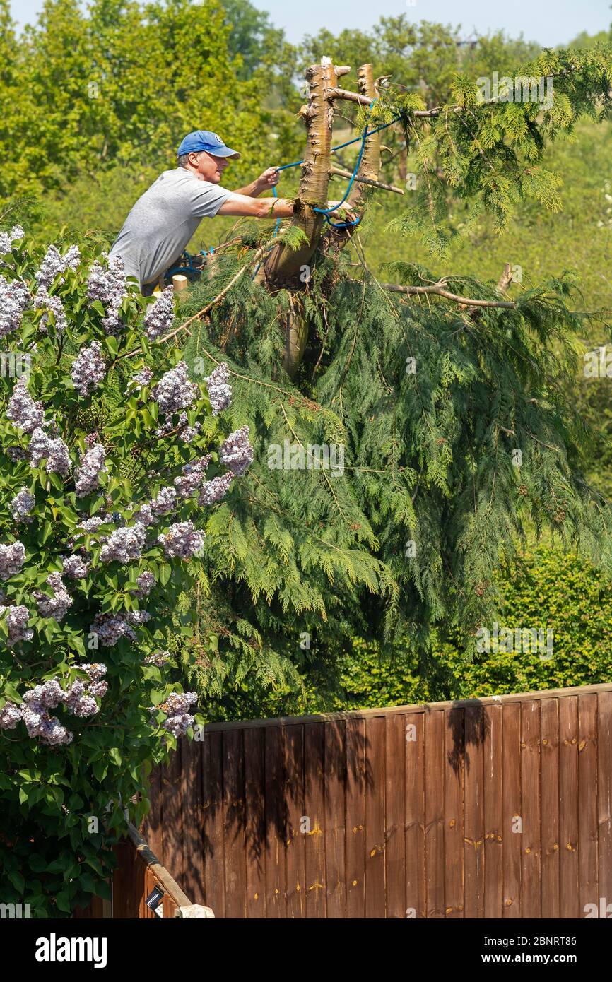 A HOMEOWNER TIES ROPE AROUND A CONIFER TOP BEFORE CUTTING IT OFF Stock Photo