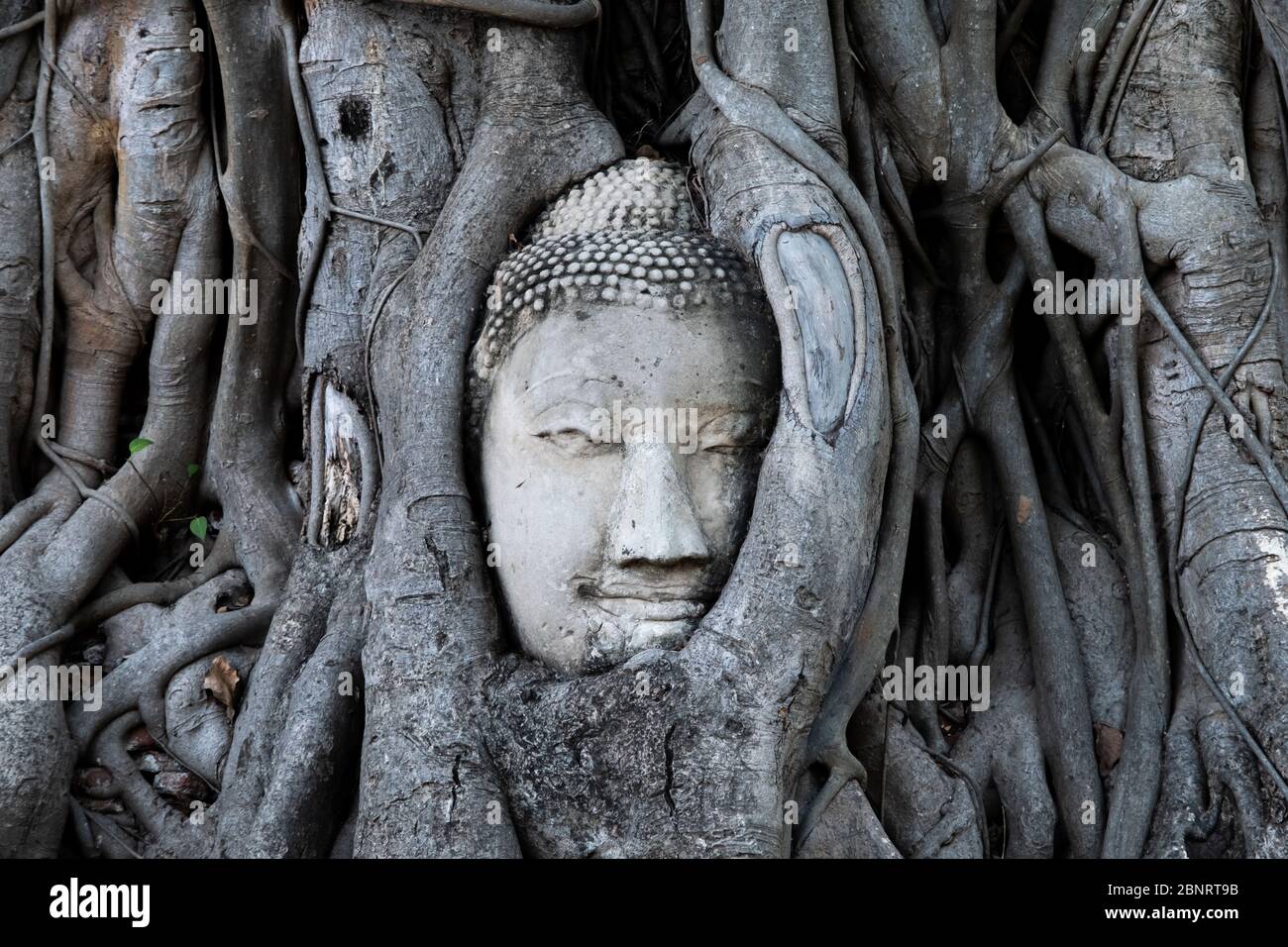 Buddha 2024 another name