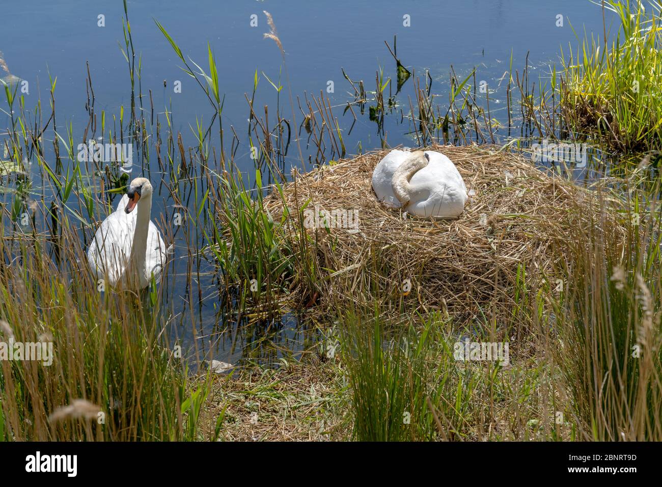 A PAIR OF MUTE SWANS WITH ONE SITTING ON THE NEST Stock Photo