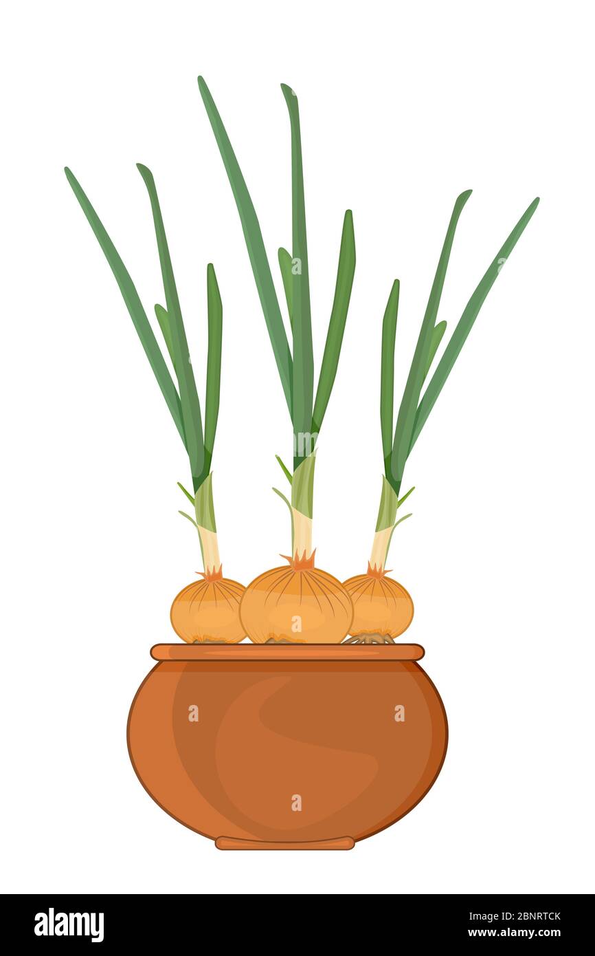 Onion in pot isolated on white background. Cultivation of onions on the windowsill. Sprout onion growing in the clay pot. Stock vector illustration Stock Vector