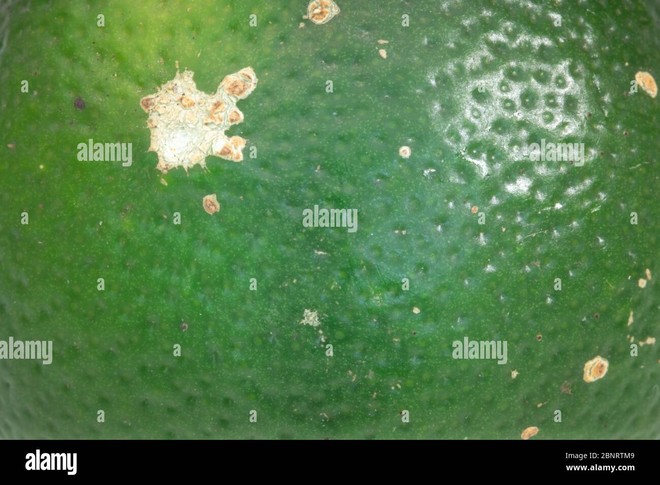 Shell Texture Fresh organic rustic slice lime isolated on white background Stock Photo