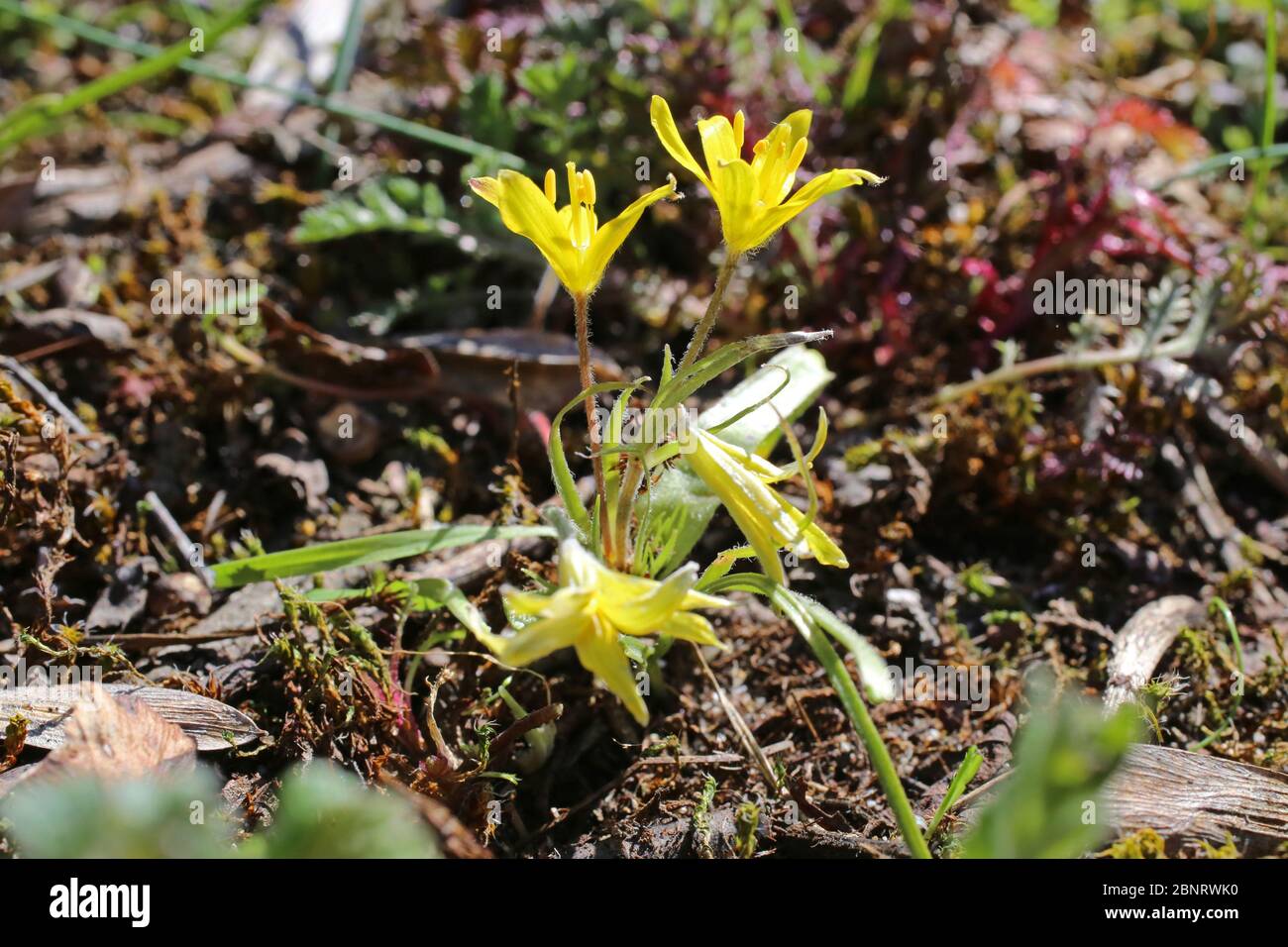 Gagea villosa, Hairy Gagea - Wild plant shot in the spring. Stock Photo