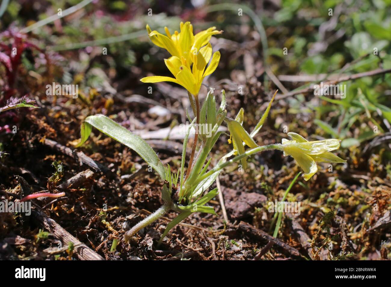 Gagea villosa, Hairy Gagea - Wild plant shot in the spring. Stock Photo