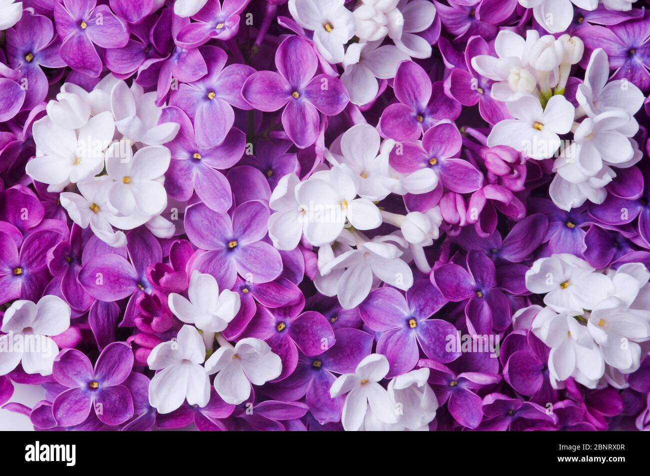 Purple Lilac Flowers As Background Stock Photo  Image of natural season  218995640
