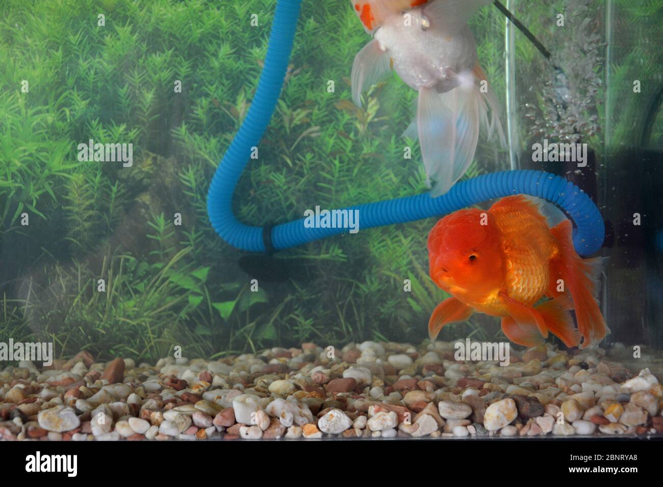 630 Setup Aquarium Mas Koki Gratis Terbaru