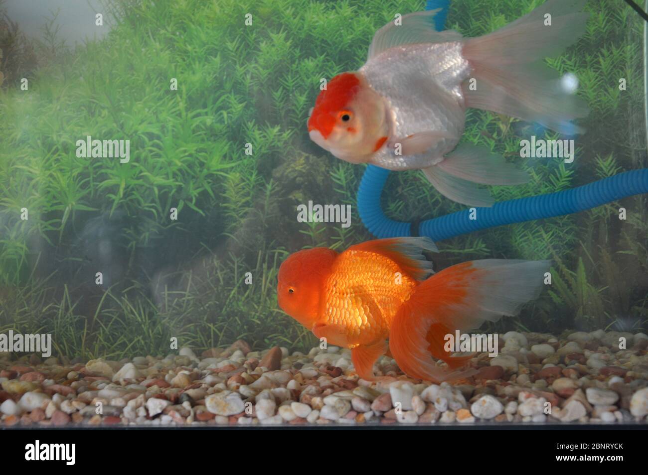 red gold and white Koi fish in the aquarium Stock Photo Alamy