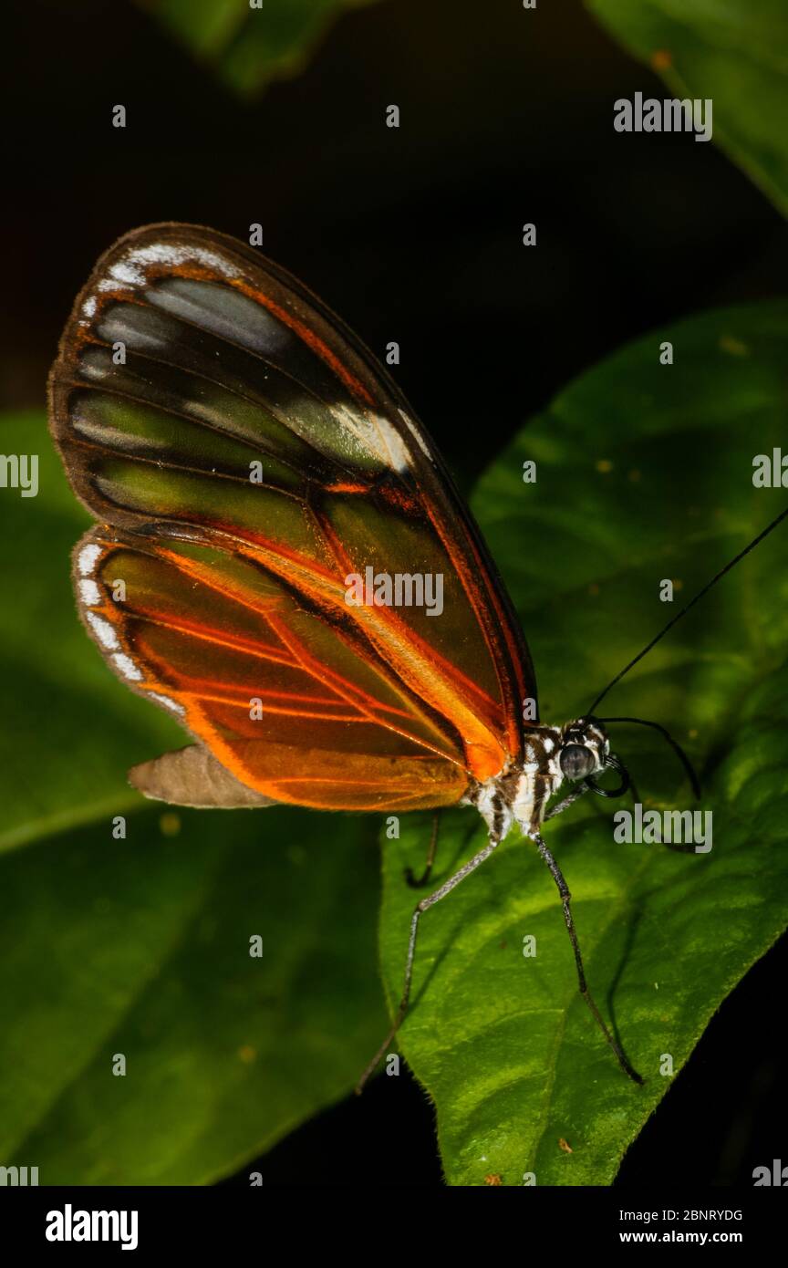 Glasswing butterfly in the rainforest near Cana field station, in the Darien national park, Darien Province, Republic of Panama. Stock Photo