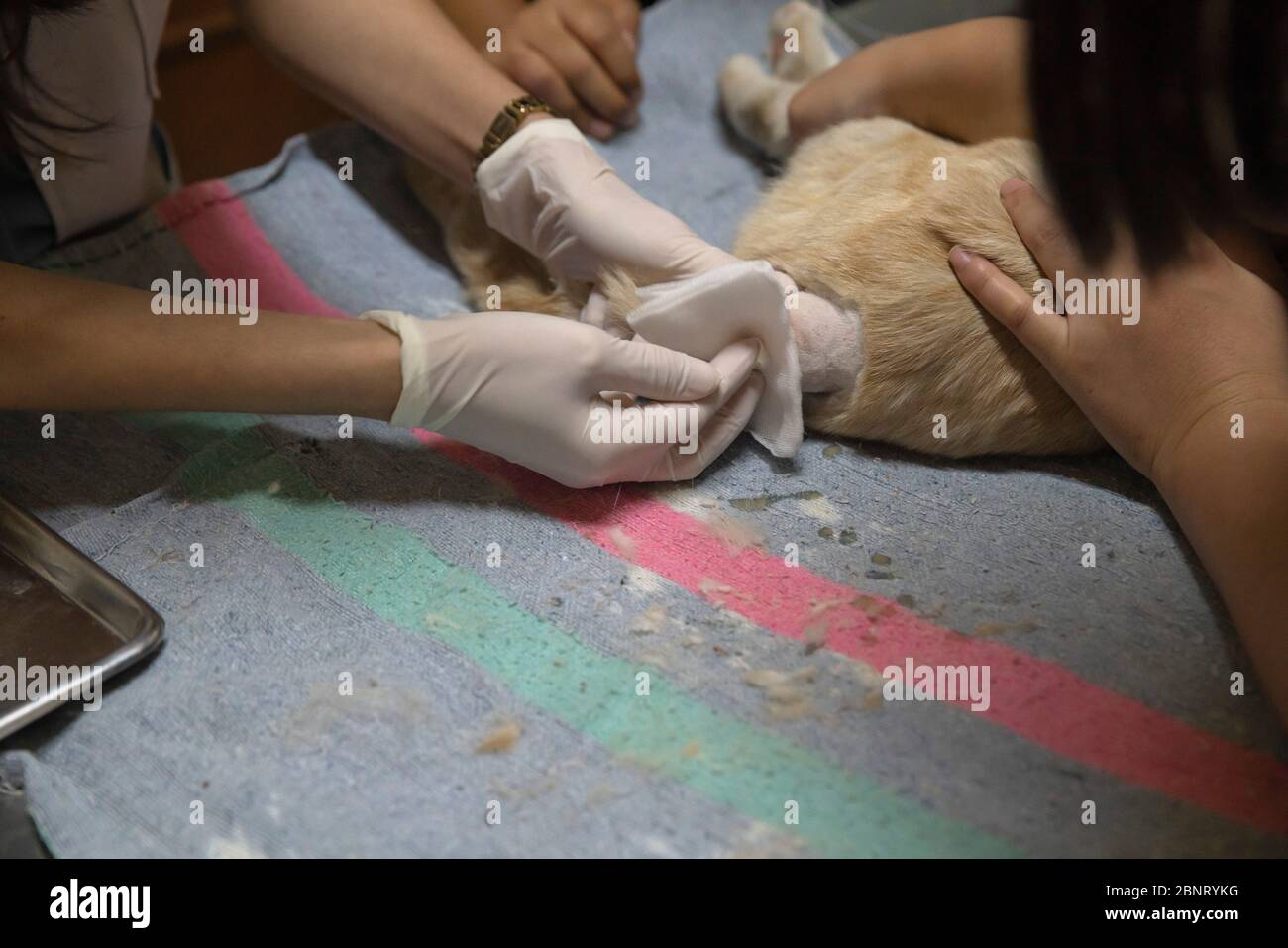 Veterinarian shaved the cat's hair and pressed the swelling flesh