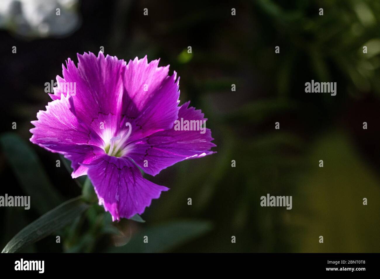 Cravina Dianthus chinensis  Flowers (China Pink) Stock Photo