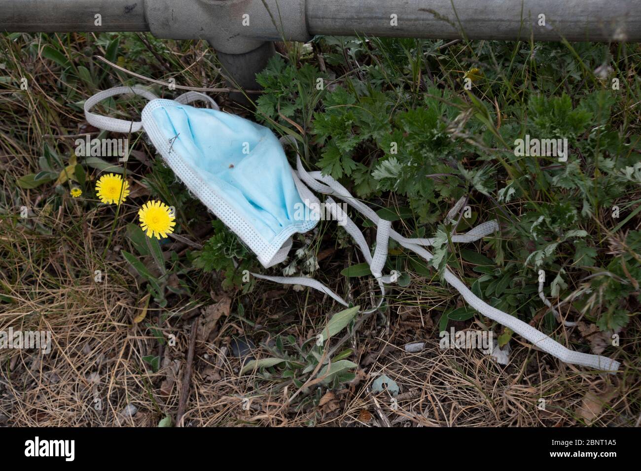 PPE , white, rubber, glove, rubber glove, litter, littering, floor, ground, grass, abandoned