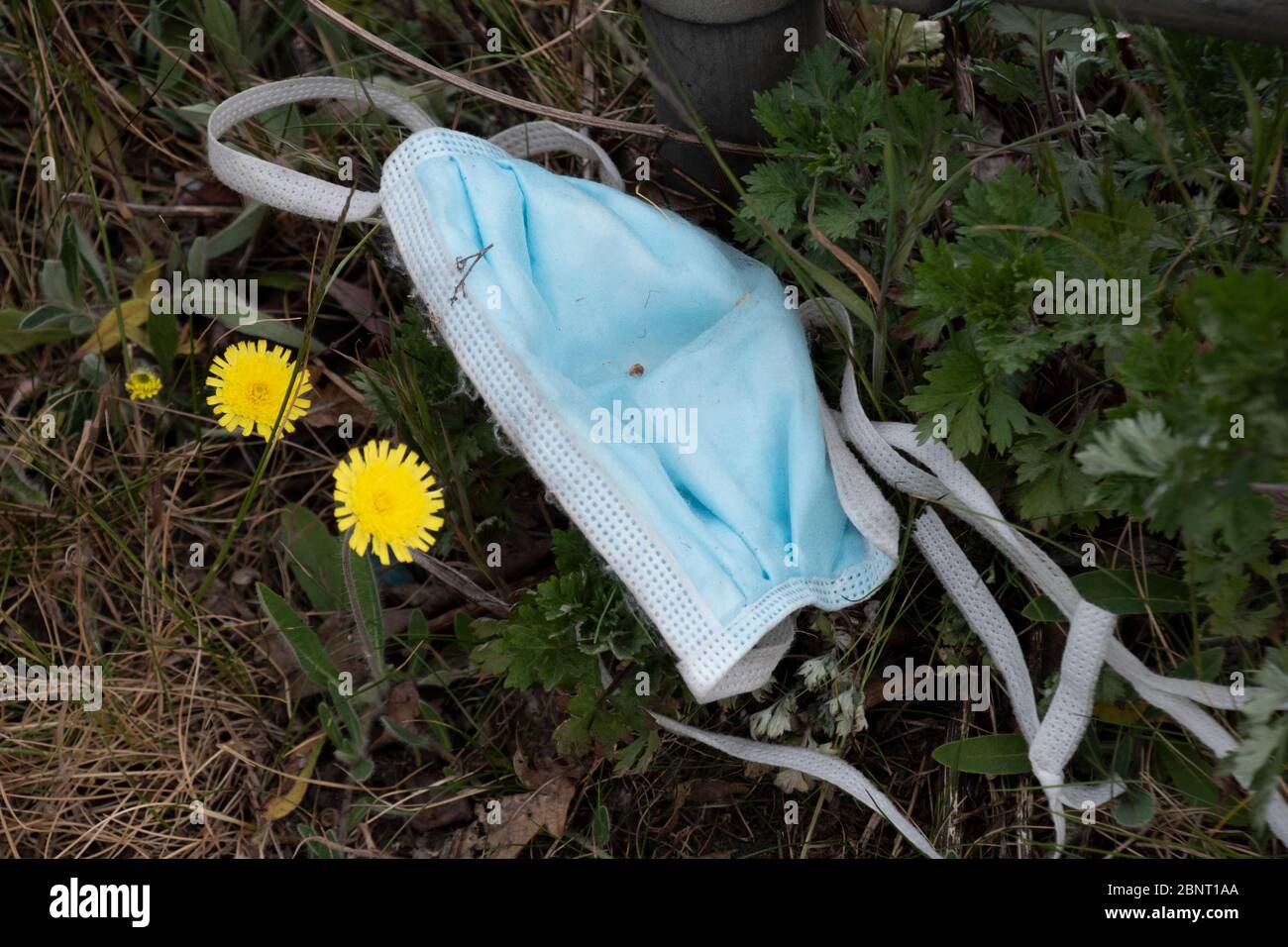 PPE , white, rubber, glove, rubber glove, litter, littering, floor, ground, grass, abandoned