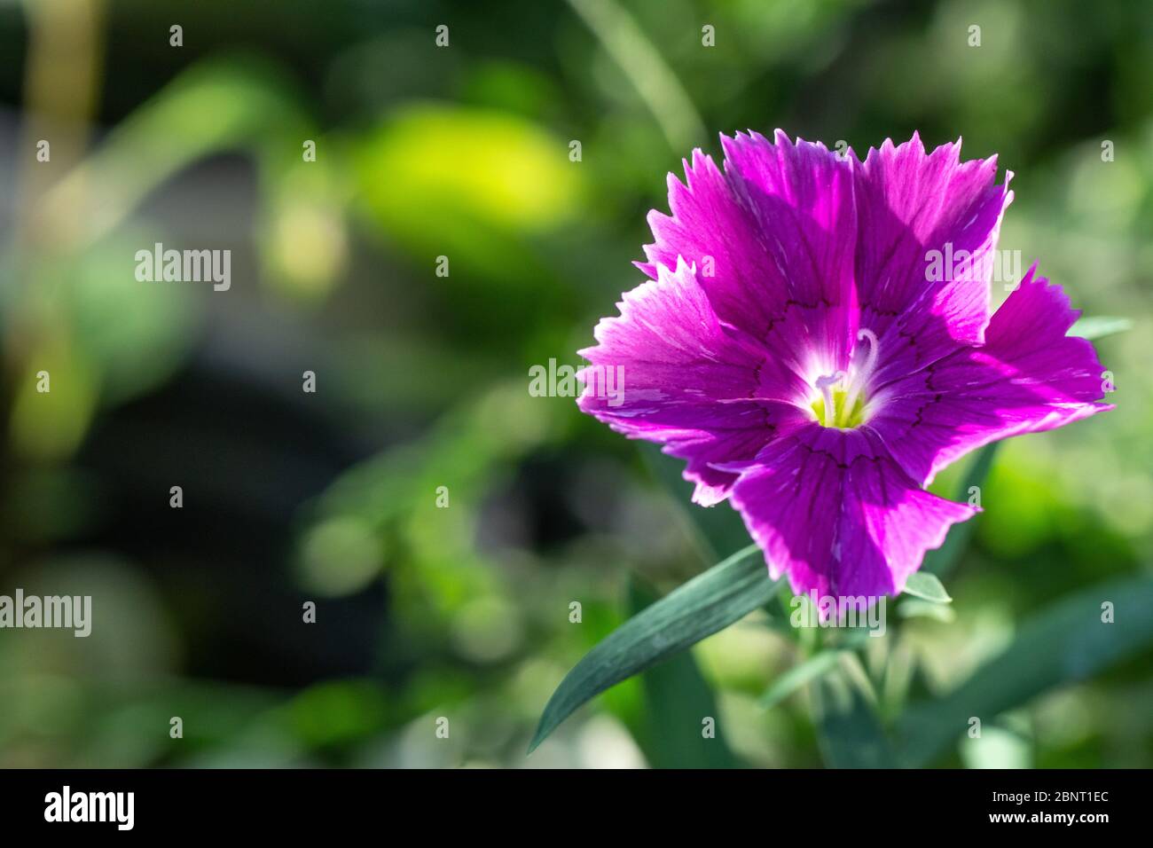 Cravina Dianthus chinensis  Flowers (China Pink) Stock Photo