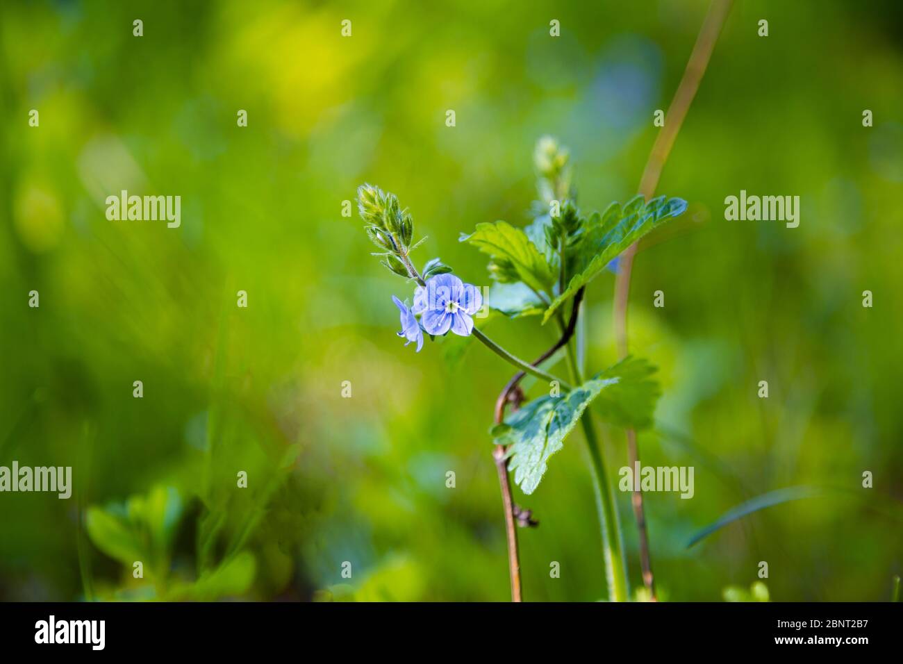 Germander speedwell. Germander Speedwell (Veronica chamaedrys) on a natural green background Stock Photo