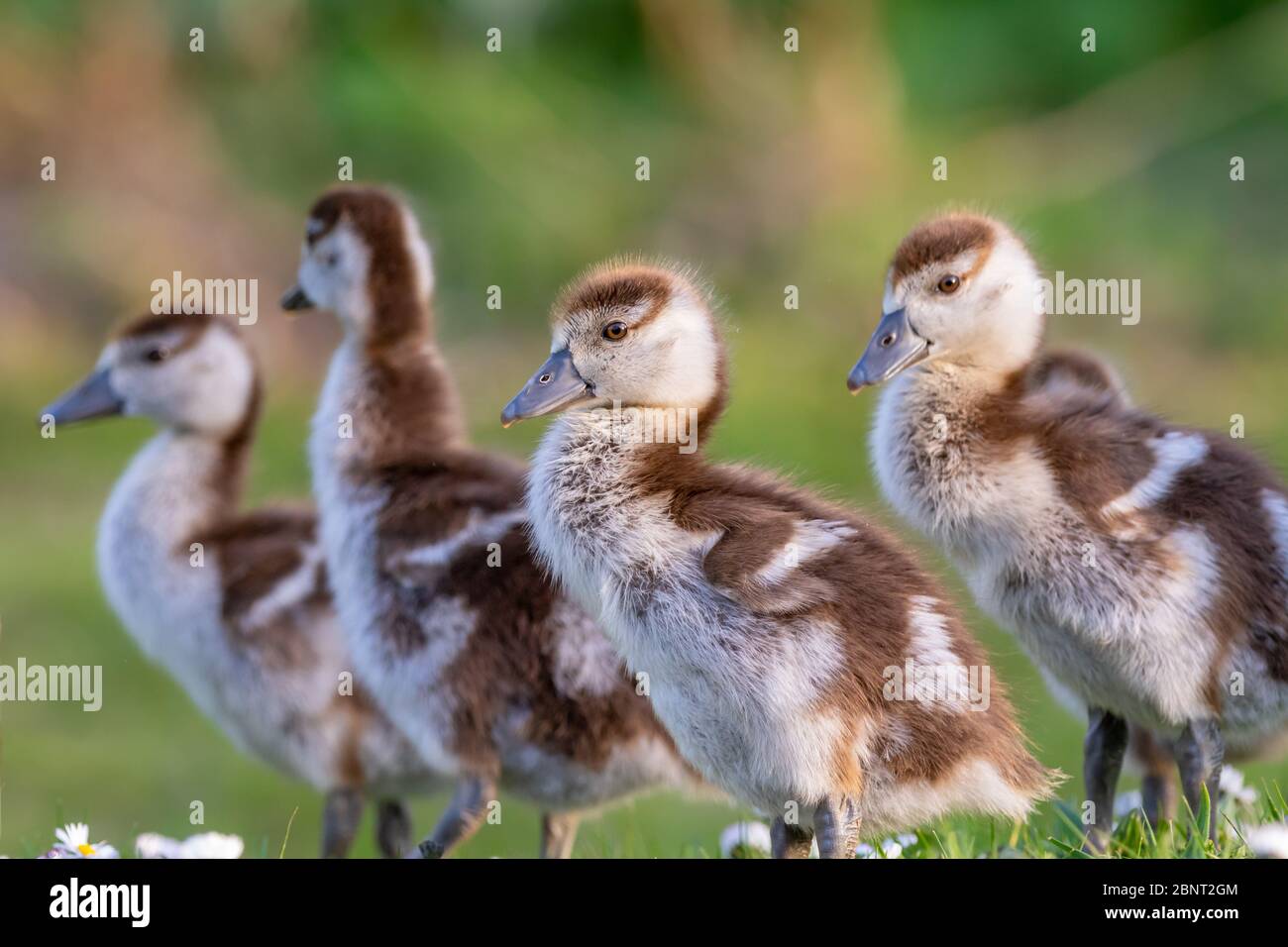 cute chicks of an egyptian goose new born babies birds in a park during spring season Stock Photo