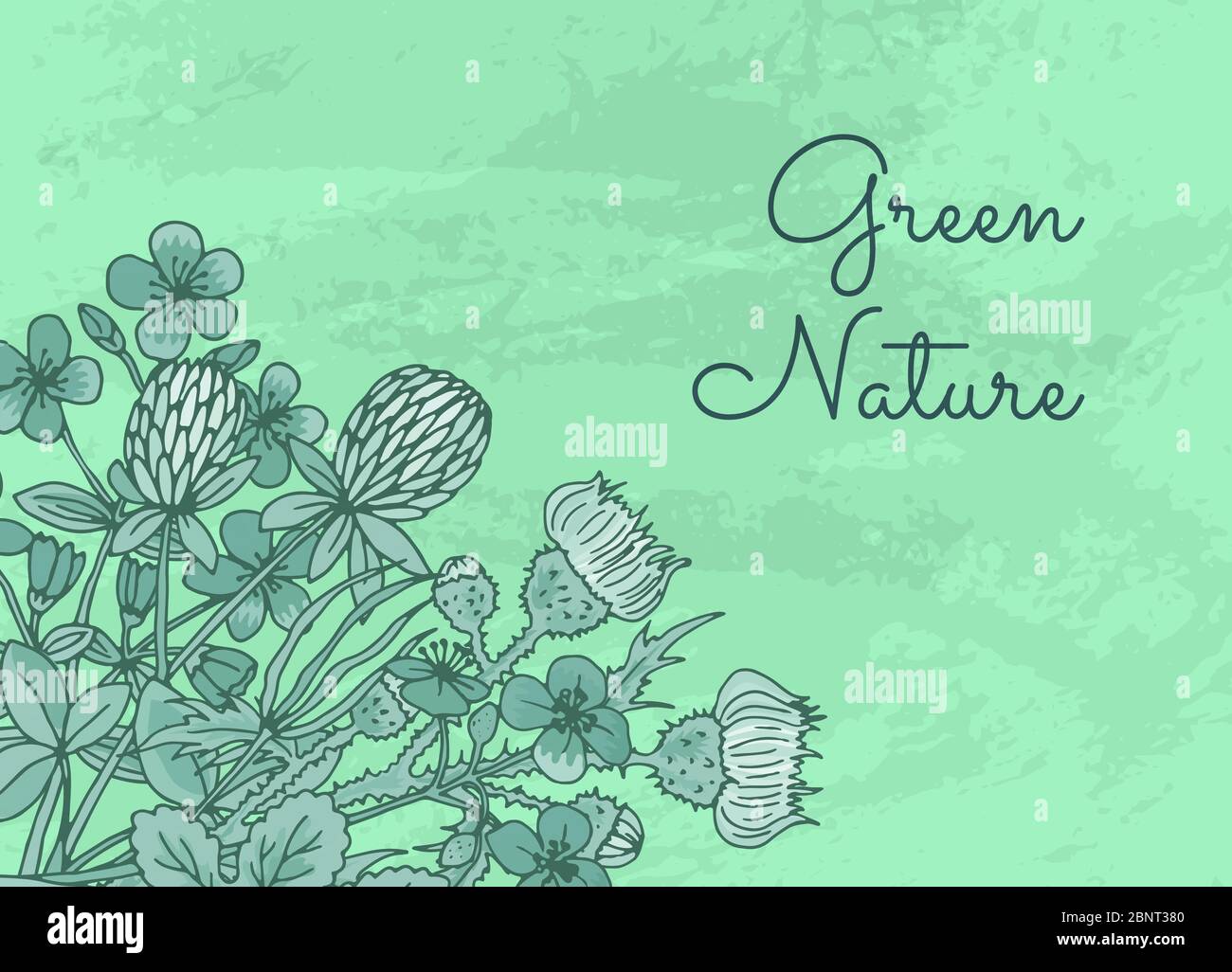 Vector hand drawn medical herbs background with place for text ...