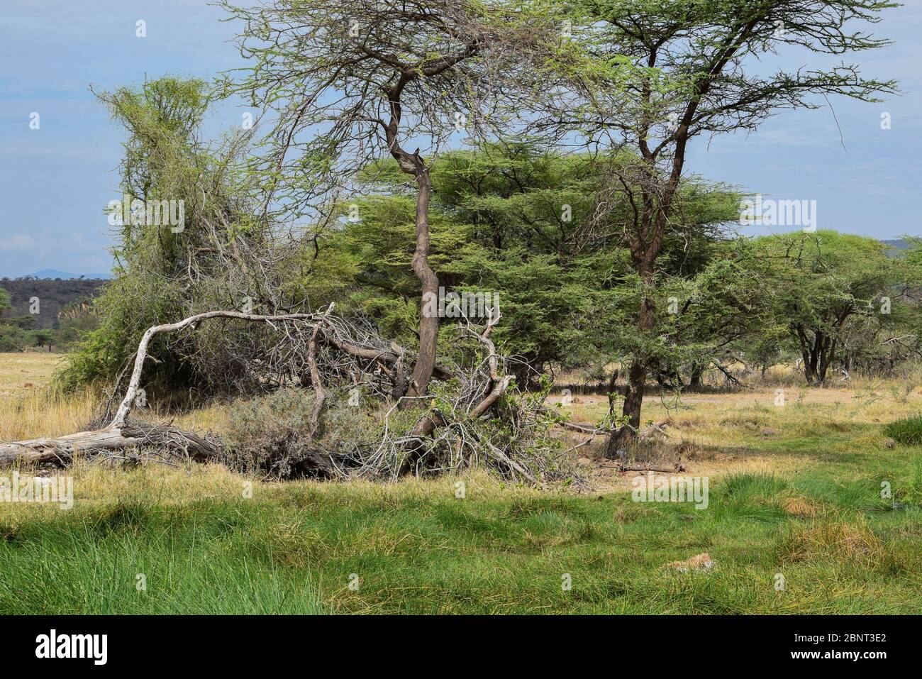 Interwined trees in the wild, Samburu National Reserve, Kenya Stock Photo