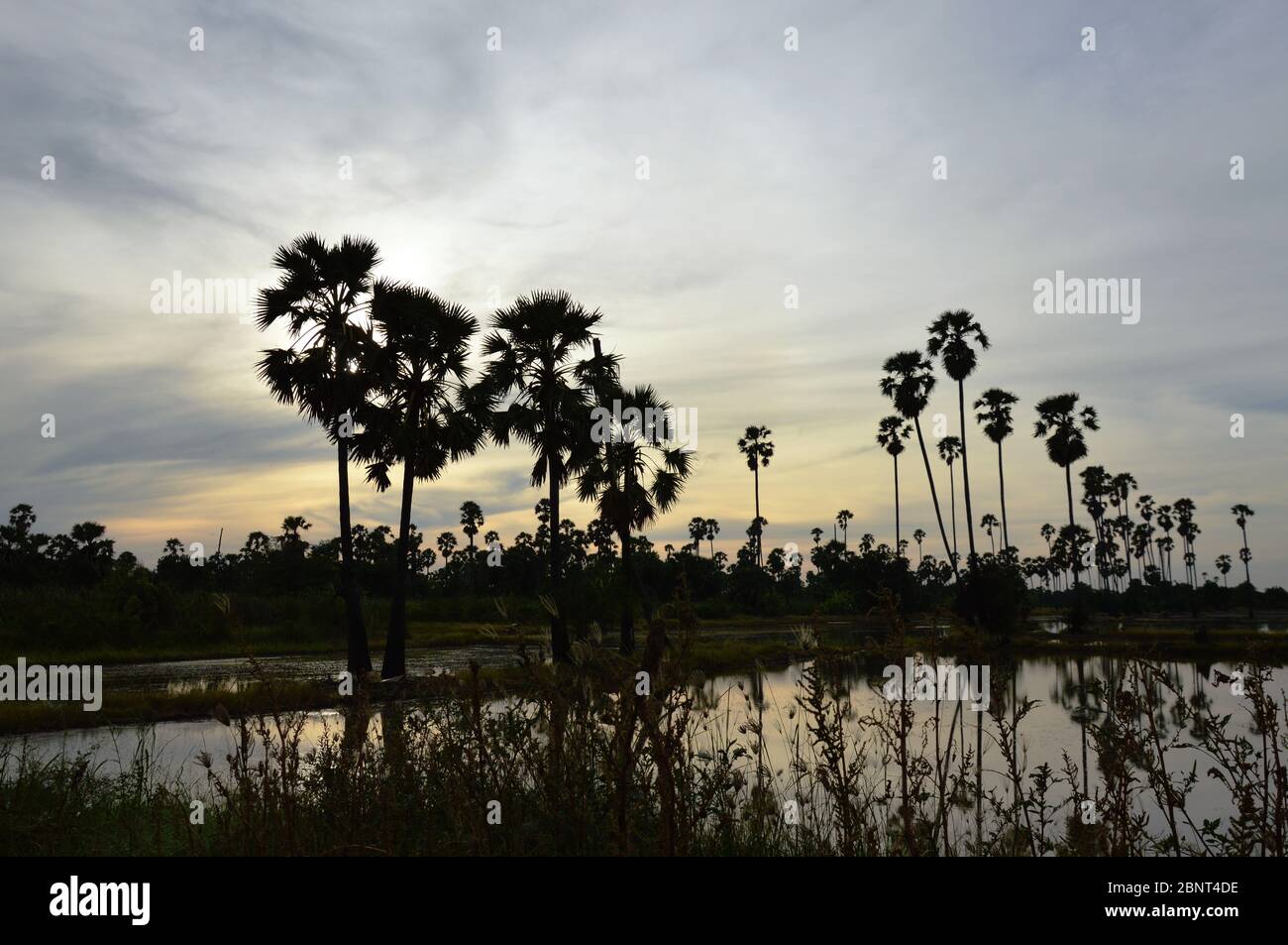 silhouette toddy palm tree on sunset sky in paddy field Stock Photo - Alamy