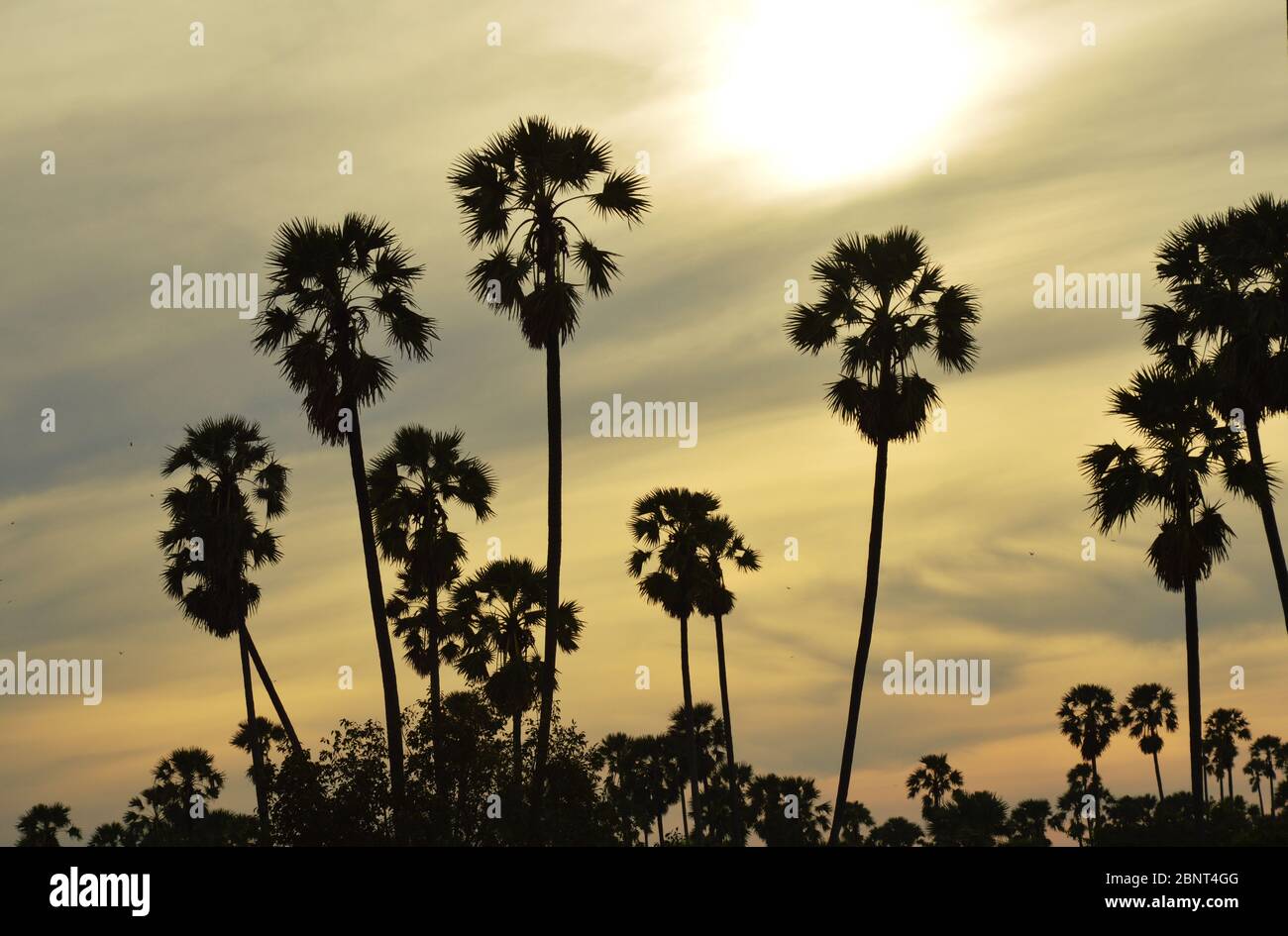 silhouette toddy palm tree on sunset sky in paddy field Stock Photo - Alamy