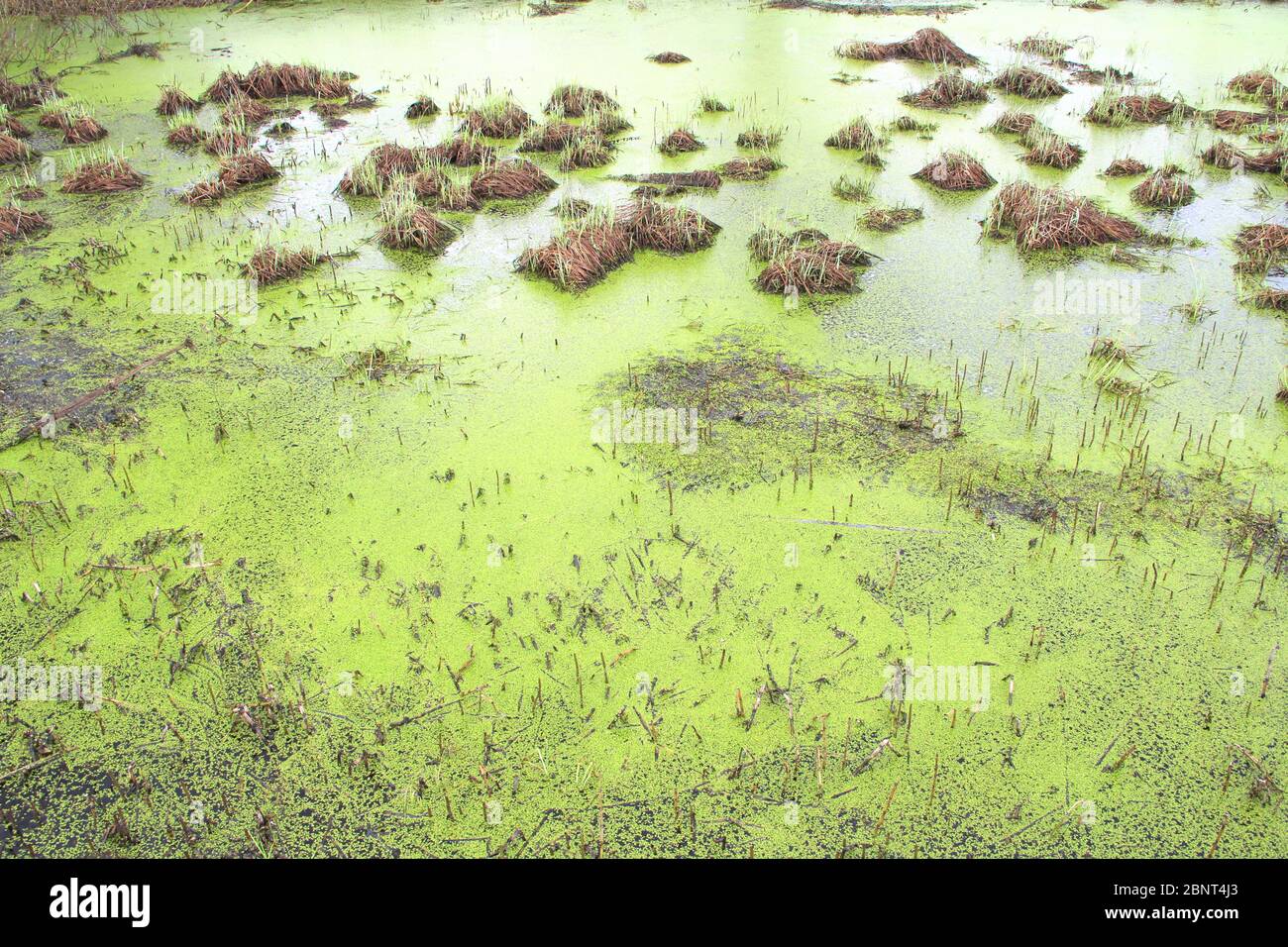 Swamp with bumps, grass and green mud. Duckweed on the surface of the water. Overgrown pond
