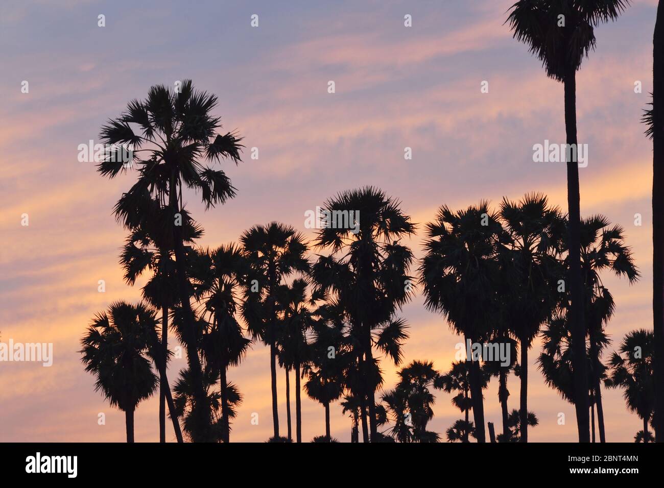 silhouette toddy palm tree on sunset sky in paddy field Stock Photo - Alamy
