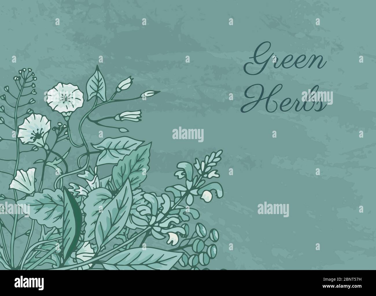 Vector hand drawn medical herbs illustration Stock Vector Image & Art ...