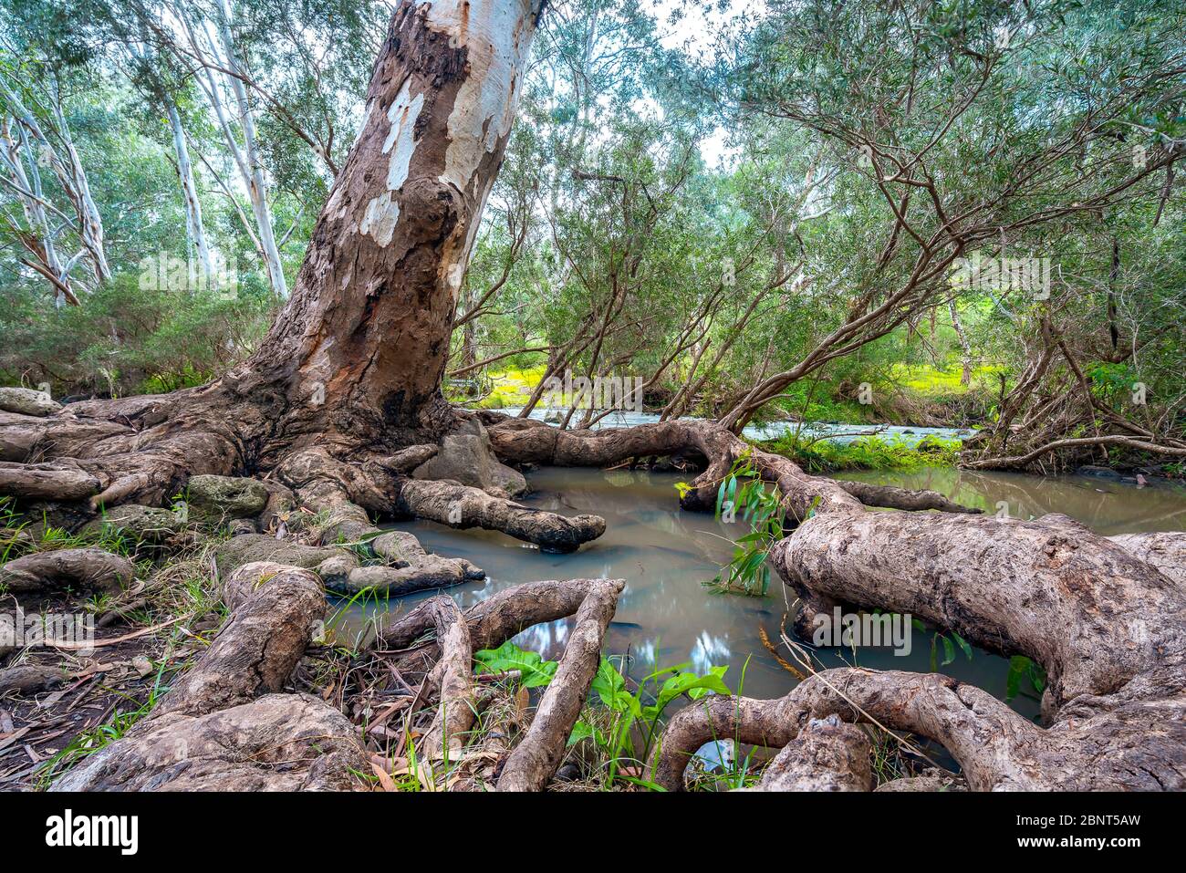 Exposed tree roots growing over water in Organ Pipes National Park