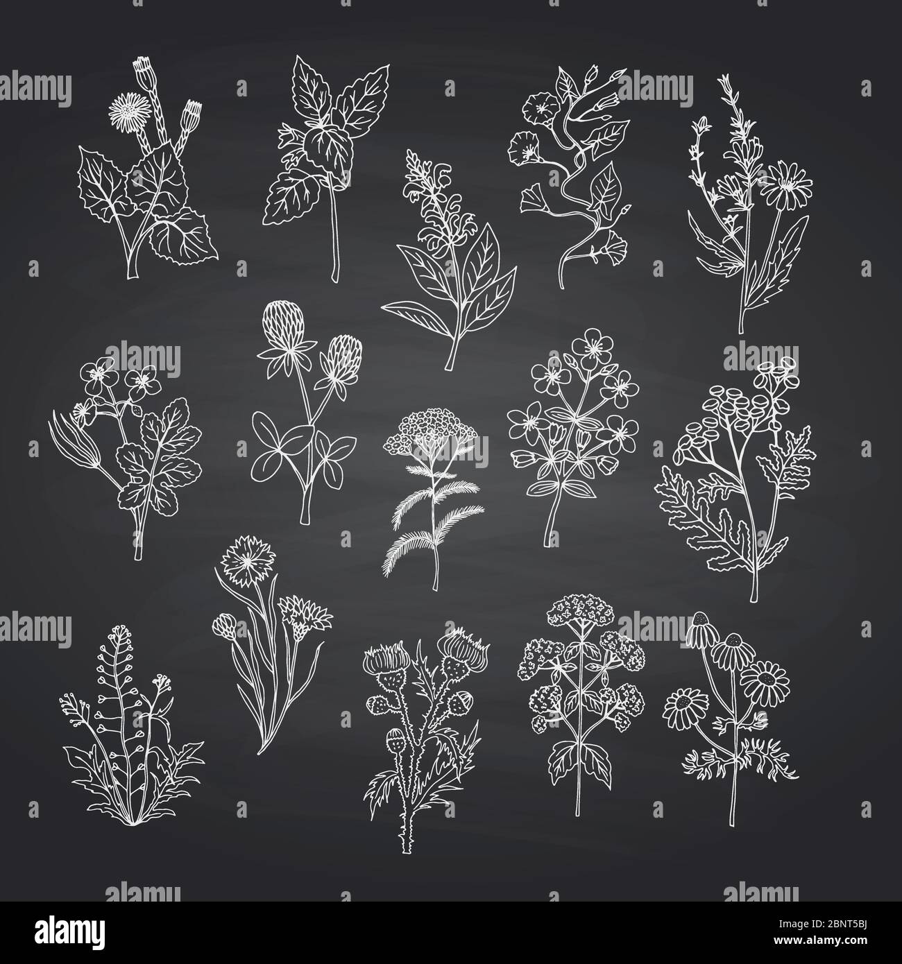 Vector hand drawn medical herbs set on black chalkboard background ...