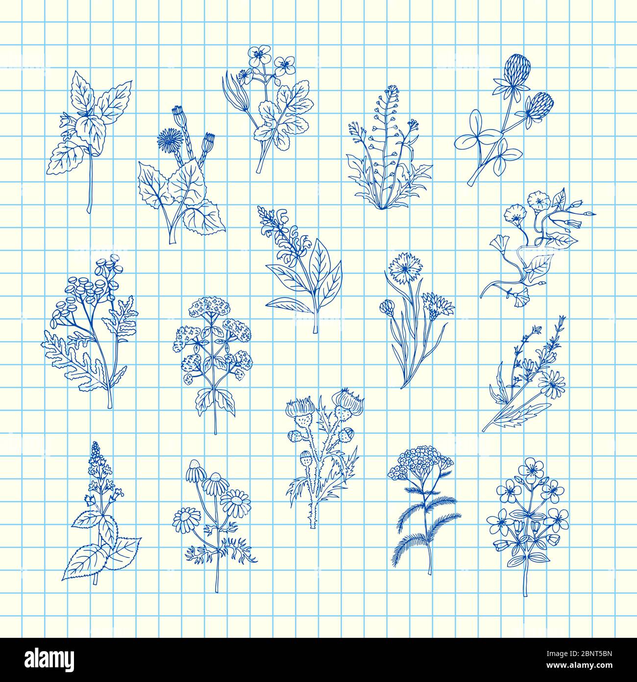 Vector hand drawn medical herbs set on blue cell sheet background ...