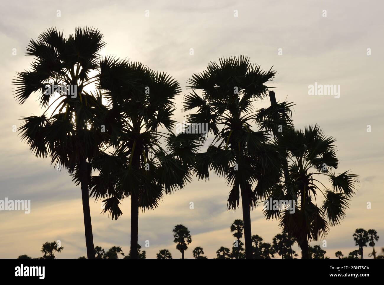 silhouette toddy palm tree on sunset sky in paddy field Stock Photo - Alamy