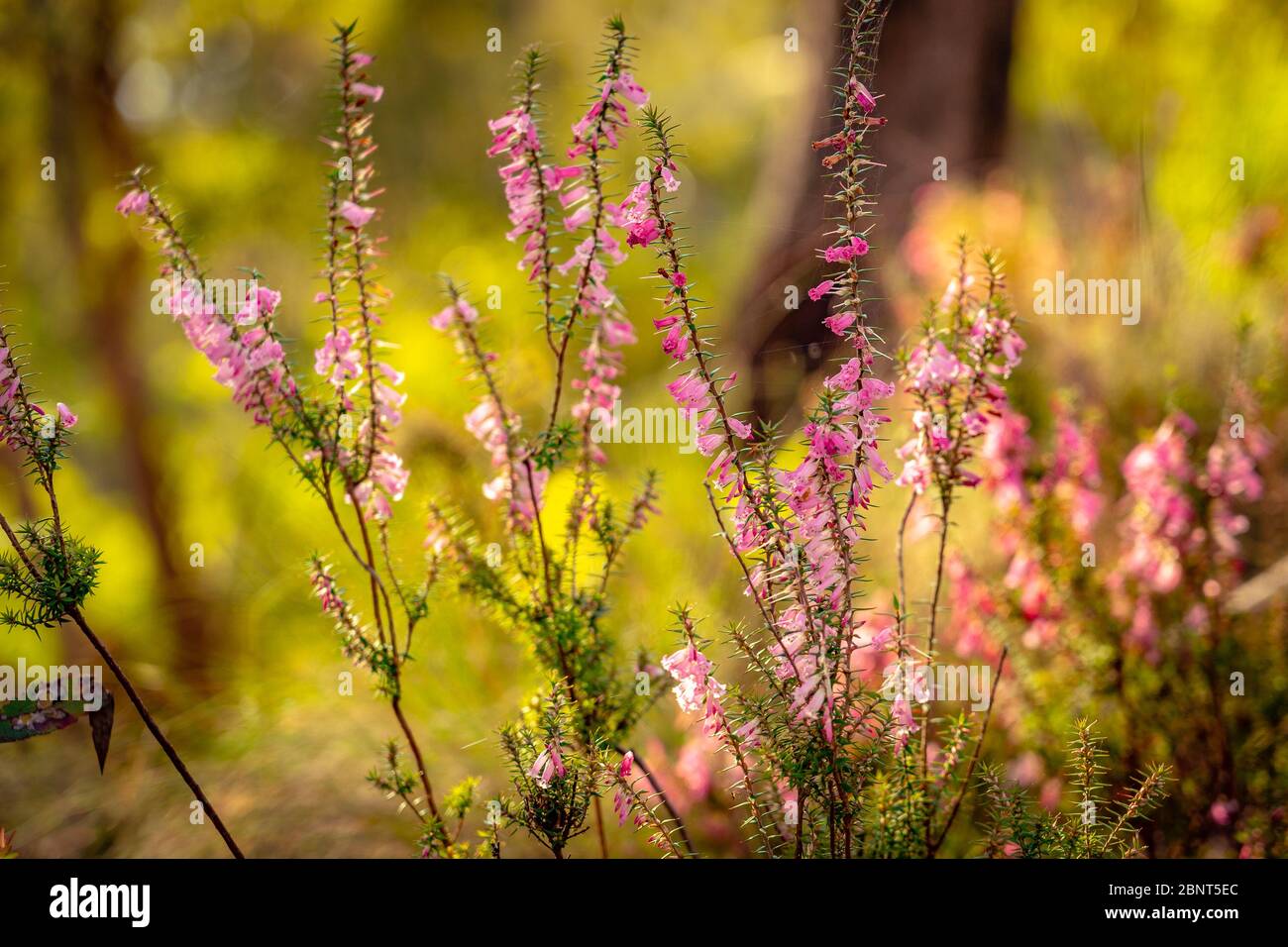 Australian bush flower hi-res stock photography and images - Alamy