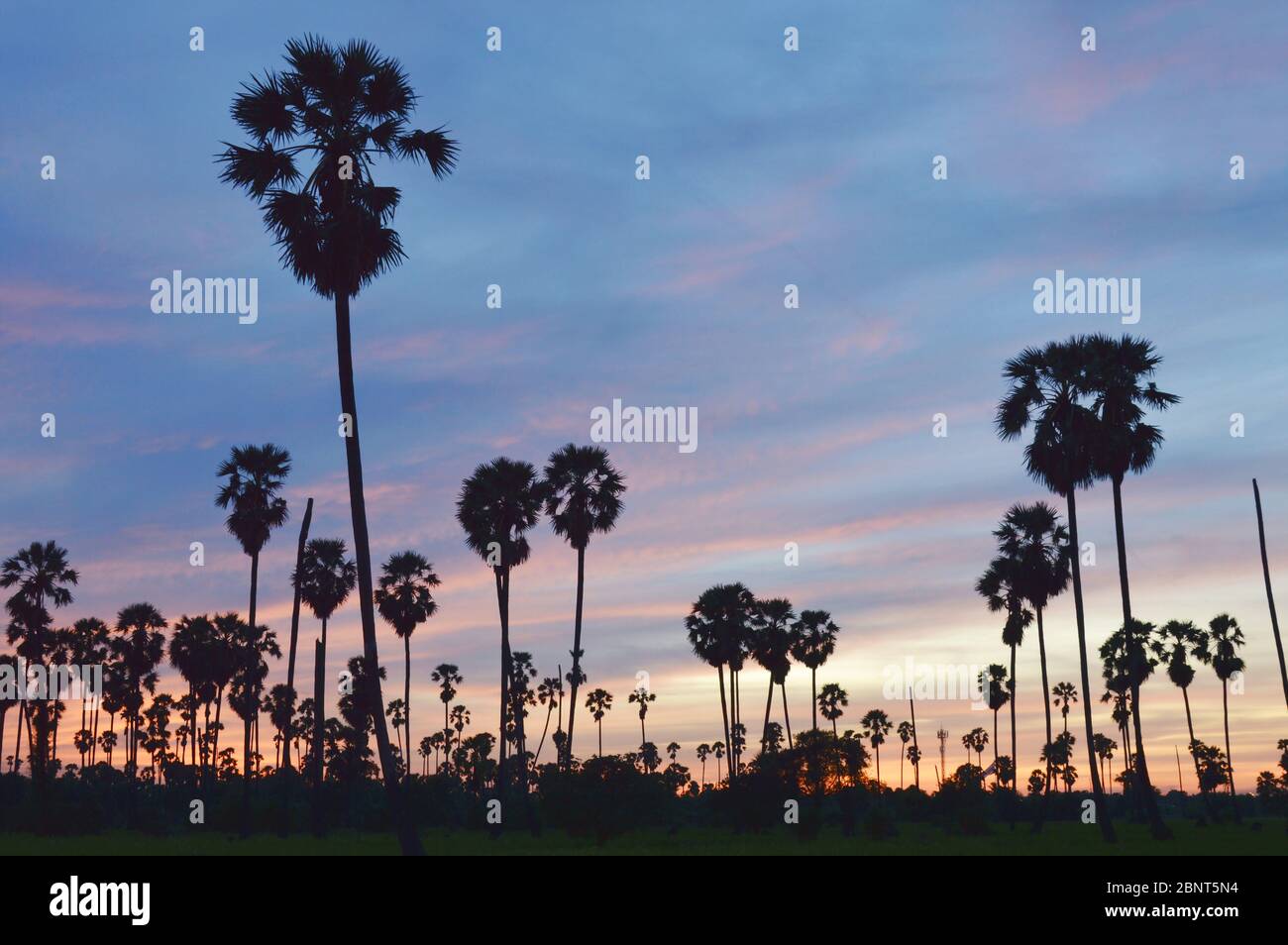 silhouette toddy palm tree on sunset sky in paddy field Stock Photo - Alamy