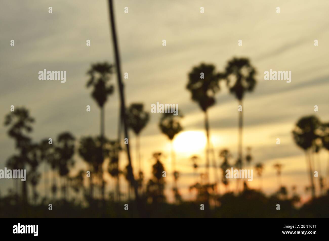 ิblurry silhouette toddy palm tree on sunset sky in paddy field Stock ...
