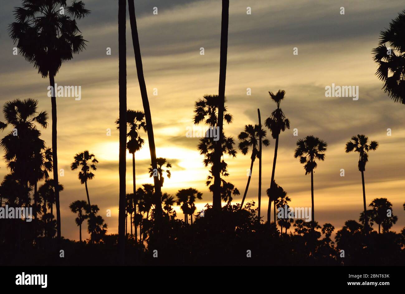 silhouette toddy palm tree on sunset sky in paddy field Stock Photo - Alamy