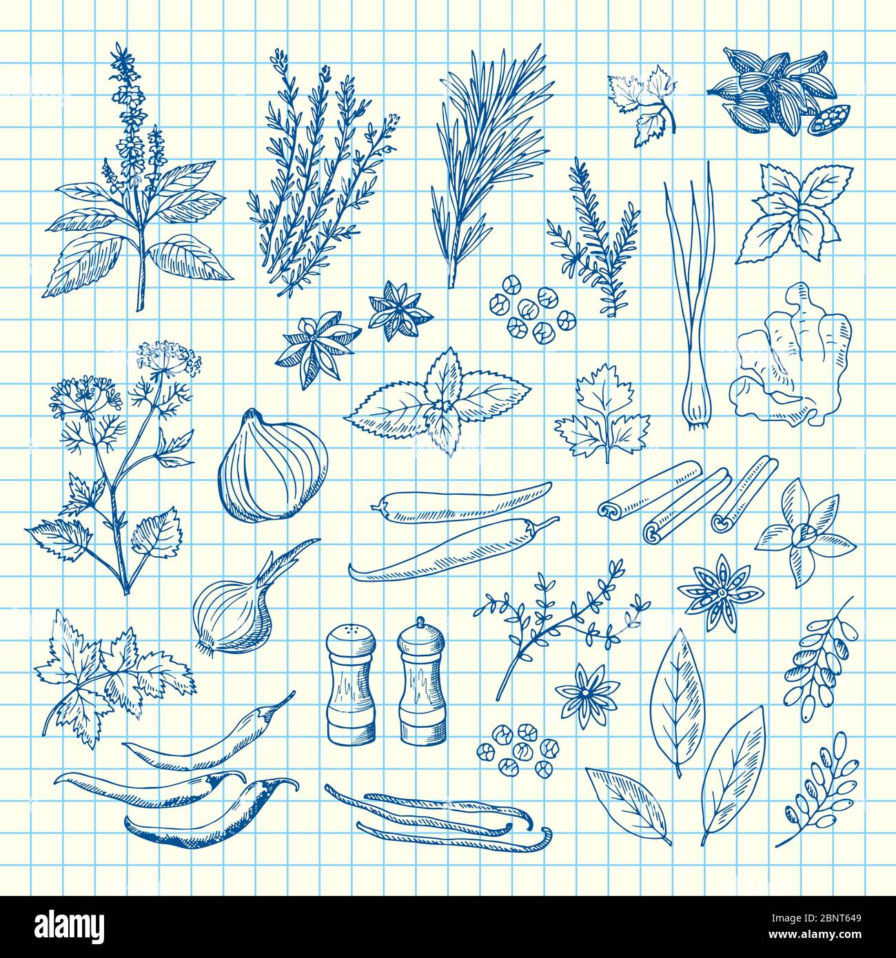 Vector hand drawn herbs and spices on cell sheet illustration Stock ...