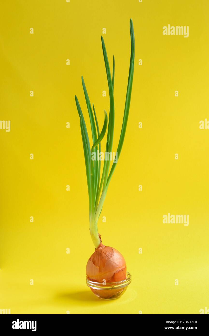 The food is minimal in style. Creative healthy food concept. Onions on a bright yellow background. Chives. Vegetarian food, vegetables. Free space for Stock Photo