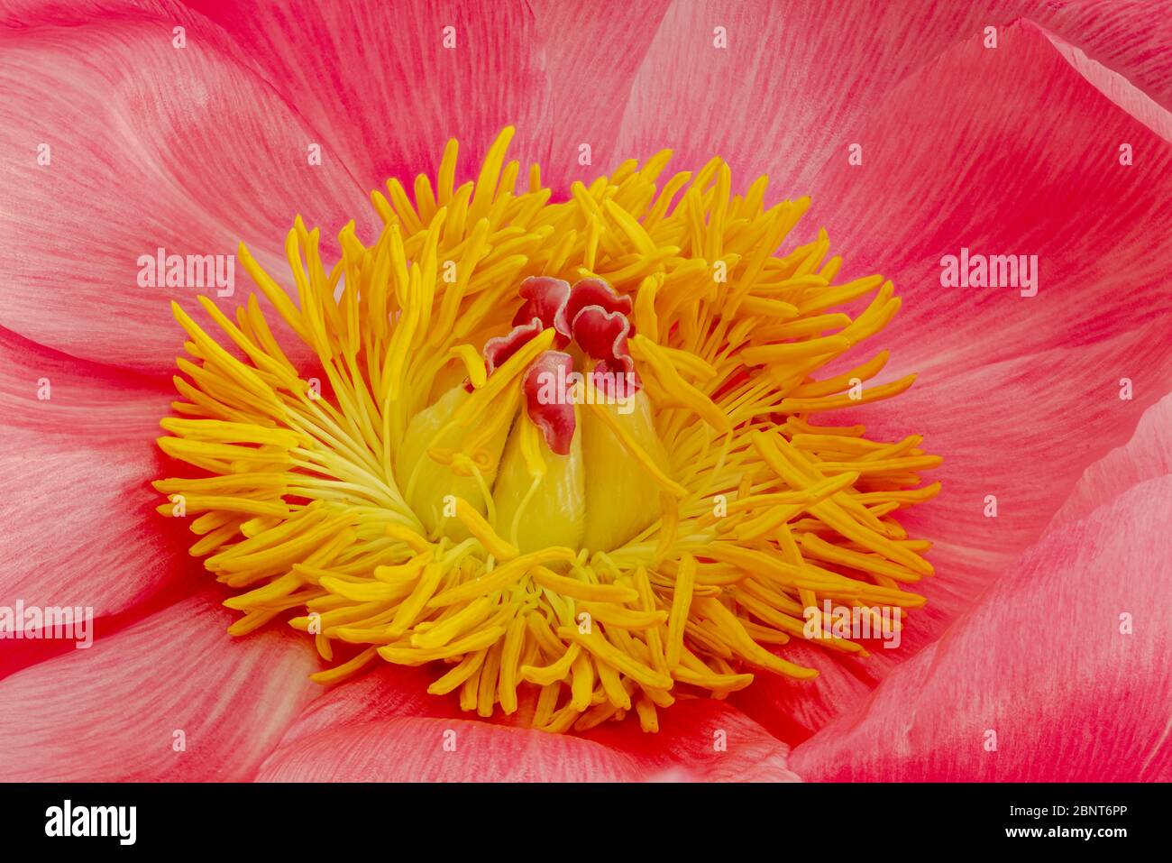 bright glossy pink peony blossom fine art still life color macro,single isolated bloom,filigree detailed texture Stock Photo