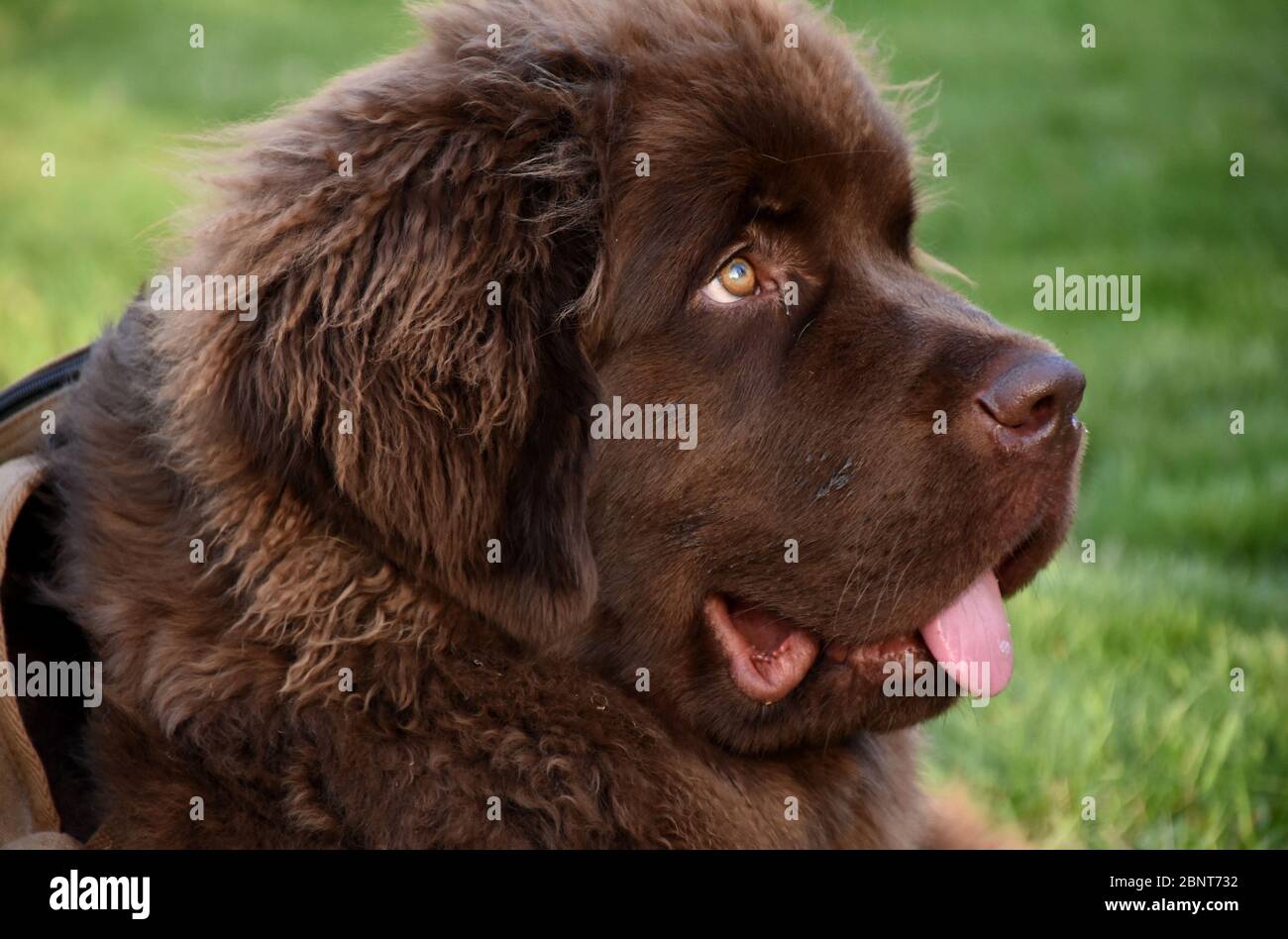 chocolate newfoundland puppy