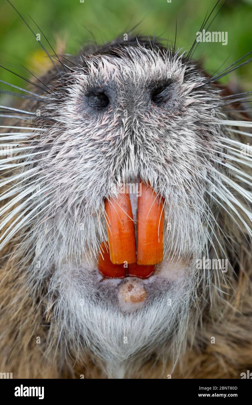 Detail of a Nutria or Coypu (Myocastor coypus) showing its incisors teeth and large nostrils. Stock Photo