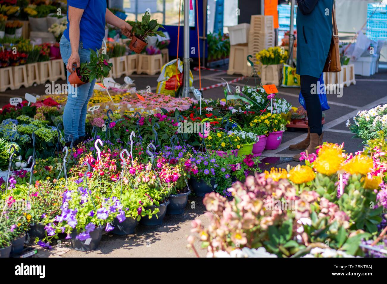 A display of flowers for sale at a street market. Different varieties of flowers at a outdoor flower stall. Owner and customer talk to each other. Stock Photo