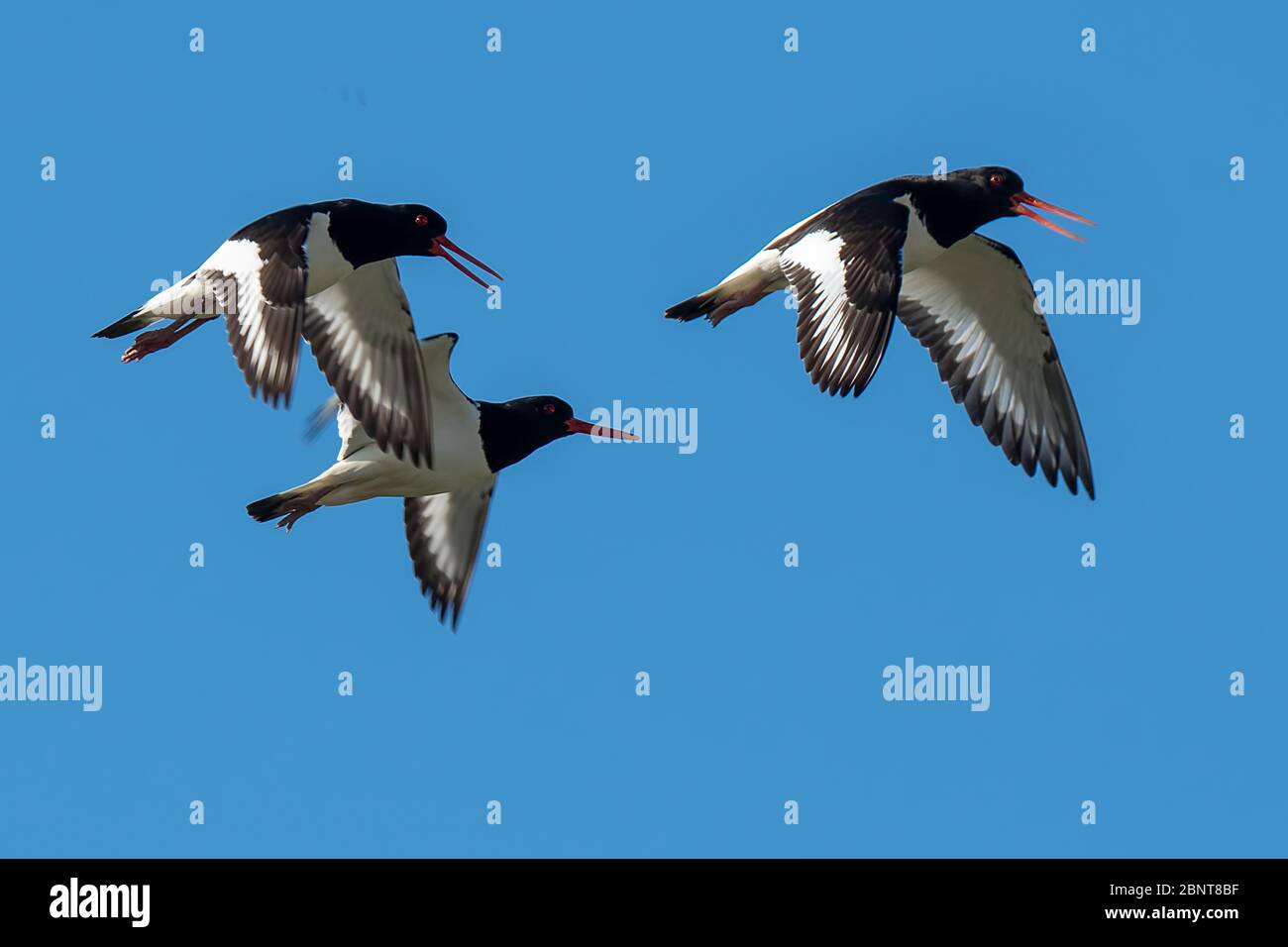 Three Oystercatcher birds in flight against a blue sky Stock Photo