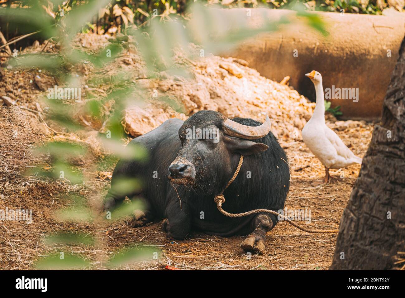 Goa water buffalo hi-res stock photography and images - Alamy Goa water buffalo hi-res stock photography and images - Alamy