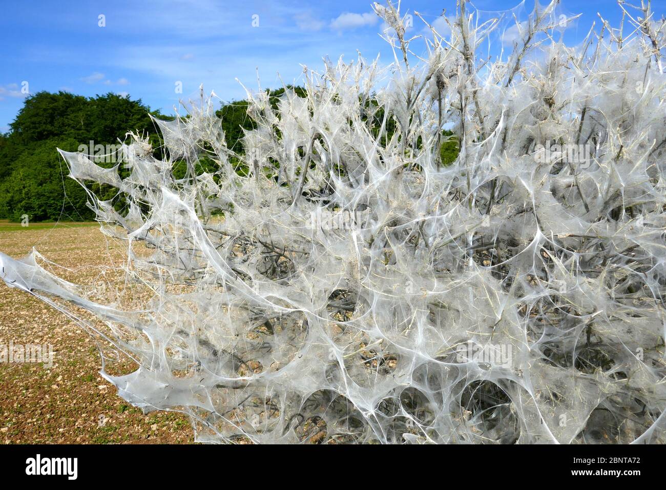 Bush covered with the webs of the Ermine Moth larva, England Stock Photo