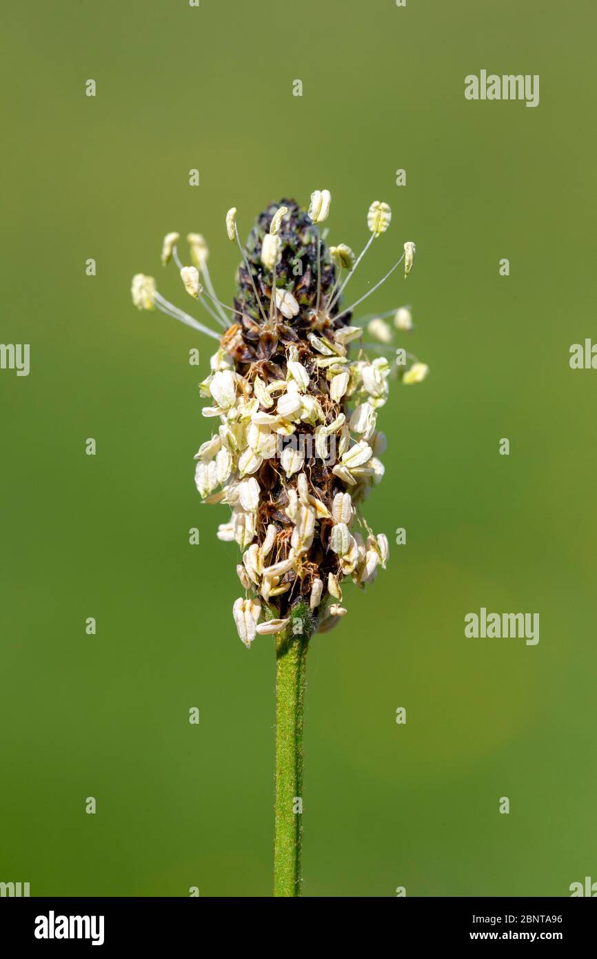 Detail of the flower of the Ribwort plantain (Plantago lanceolata) against a green background. Stock Photo