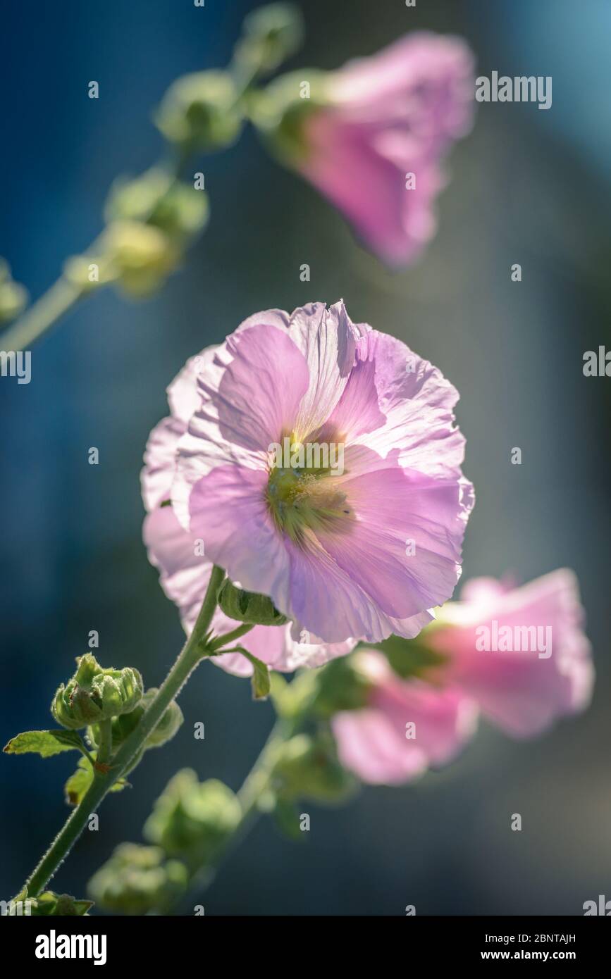 Hollyhocks Alcea Rosea High Resolution Stock Photography and Images - Alamy