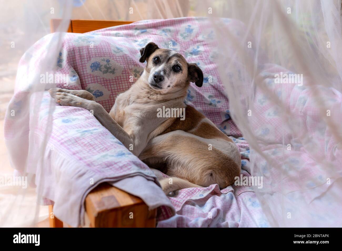 common dog lying on a chair in the garden under a mosquito net, looks at the camera Stock Photo