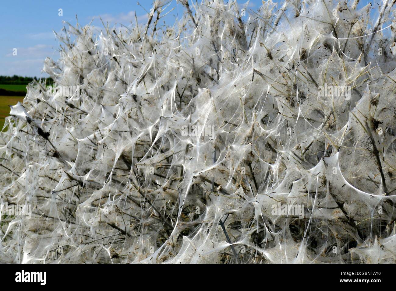 Bush covered with the webs of the Ermine Moth larva, England Stock Photo
