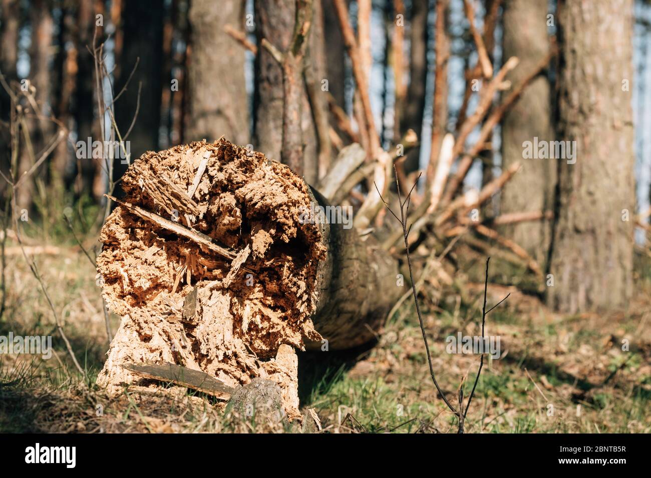 Fallen Old Pine Tree Trunk. Windfall In Forest. Storm Damage. Fallen Tree In Coniferous Forest After Strong Hurricane Wind Stock Photo